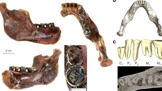 Homo Erectus - Did They Survive Until 50,000 Years Ago in Java? смотреть онлайн