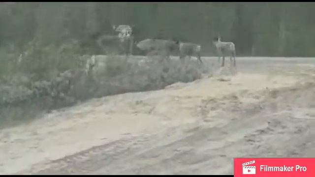 Дикие олени в тайге смотреть онлайн