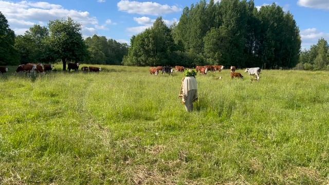 ?? (1) LĪGO: Как коровы связаны с праздником ЛИГО в Латвии? ? смотреть онлайн