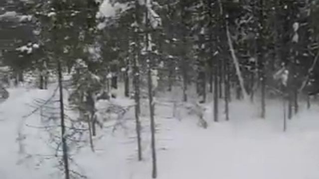 ПАХУЧАЯ ПРИМАНКА ДЛЯ КУНИЦЫ смотреть онлайн