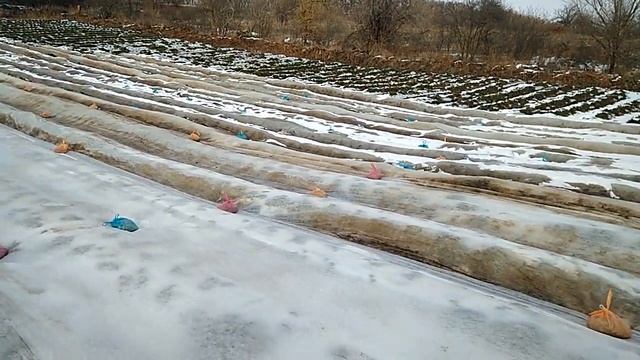 Укрываем клубнику Агроволокном (спанбондом) смотреть онлайн