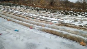 Укрываем клубнику Агроволокном (спанбондом)