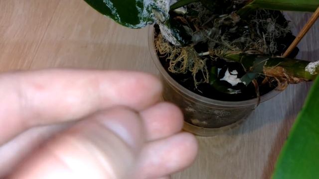 У Каттлеи почернел листик молодого ростика.... смотреть онлайн