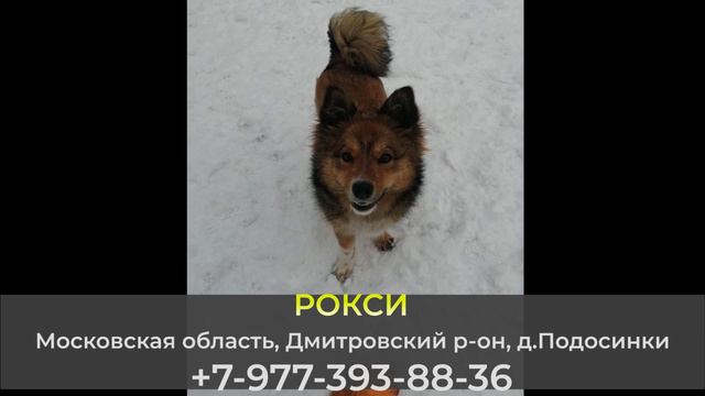 ДОМА! РОКСИ. Московская область, Дмитровский р-он, д.Подосинки смотреть онлайн