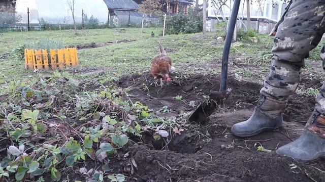 Выкинули клубнику посадили чеснок смотреть онлайн