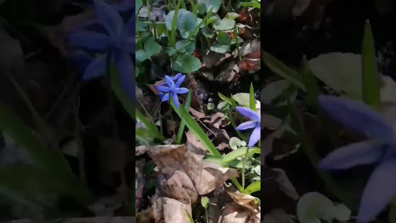 Весенние первоцветы / Весенний лес смотреть онлайн