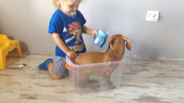 Такса. В семье с ребёнком. смотреть онлайн