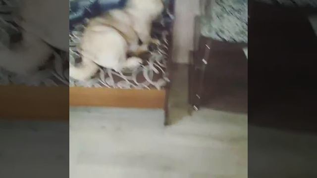 Как избавиться от шерсти в доме?! смотреть онлайн