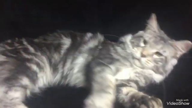 №2585М* кот Мейн-кун Черный серебристый мрамор (ns 22) 5,5 месяцев. смотреть онлайн