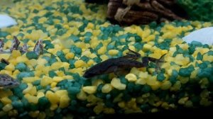 Жизнь карликовой лягушки в аквариуме