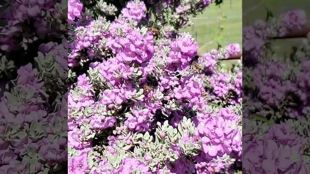 The Sage in bloom is like perfume... deep in the heart of Texas смотреть онлайн