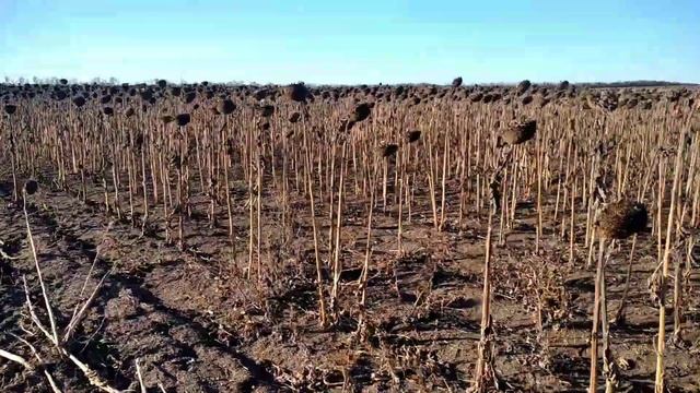 Уборка позднего Саксона закончена, результат не радует смотреть онлайн