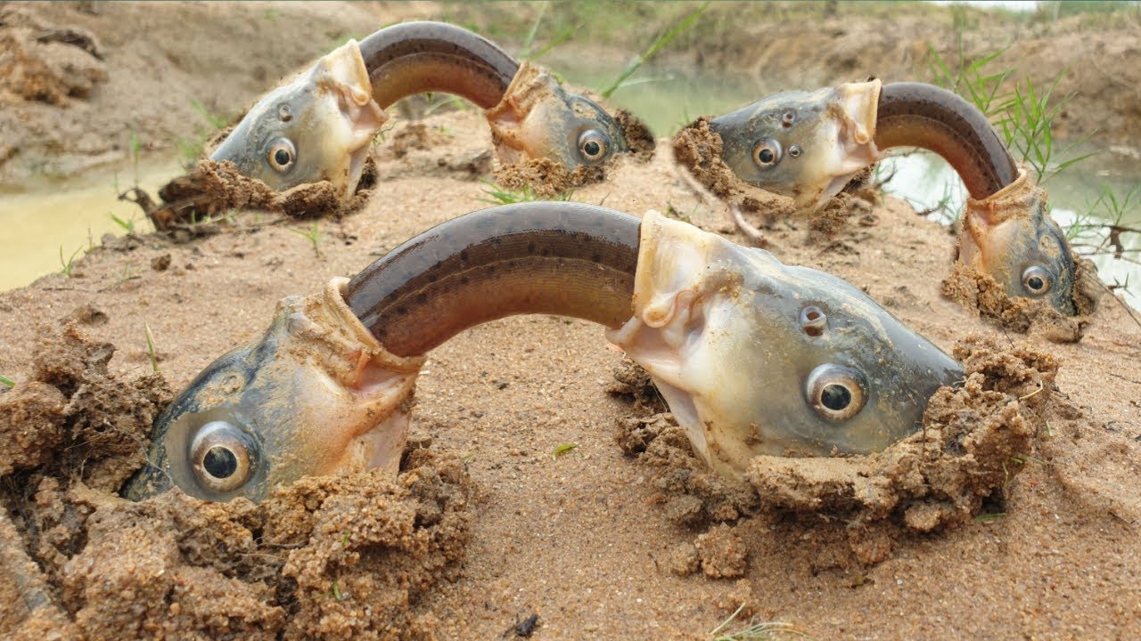 ? Невероятно Странное Поведение Животных. смотреть онлайн