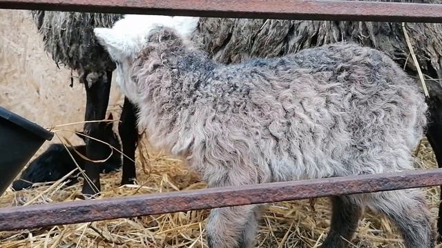 Катумские и Романовские овцы гибрид Ф1 смотреть онлайн