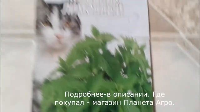 Котовник лимонный или кошачья мята из семян Мой опыт Магазин 
