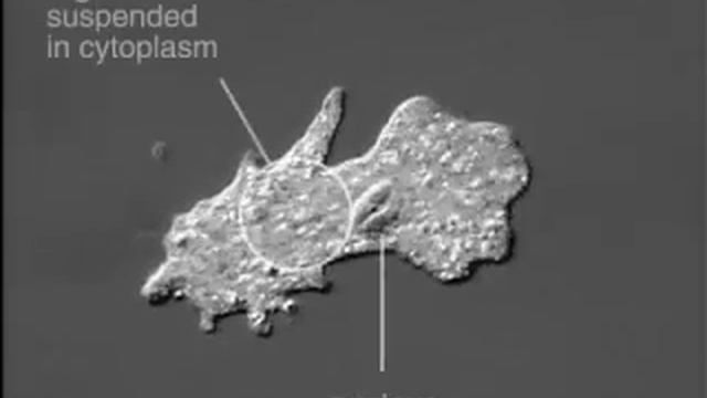 Desplazamiento de la Ameba.