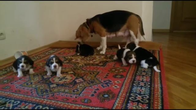 ЩЕНЯТА ПОДРАСТАЮТ И ОНИ ТАКИЕ МИЛЫЕ! Кишинев апрель 2016 г. смотреть онлайн