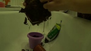 Цикас уход в домашних условиях,пересаживаем Саговник