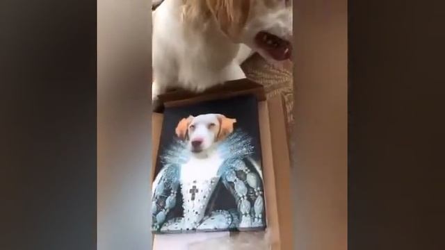 I’m startled to find myself so royal!??Uzualy Pet Portrait смотреть онлайн