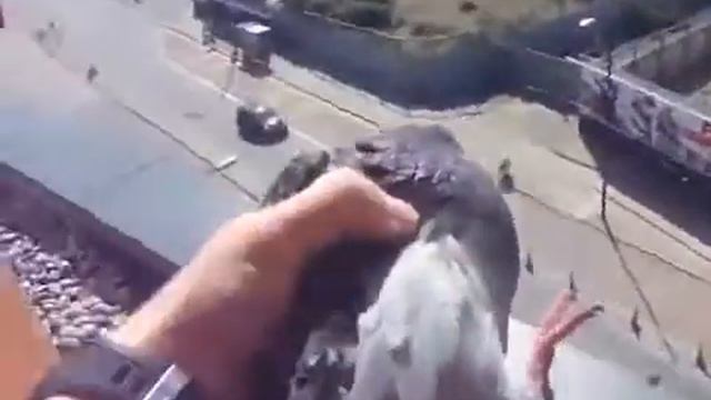 Голуби засрали мой балкон смотреть онлайн