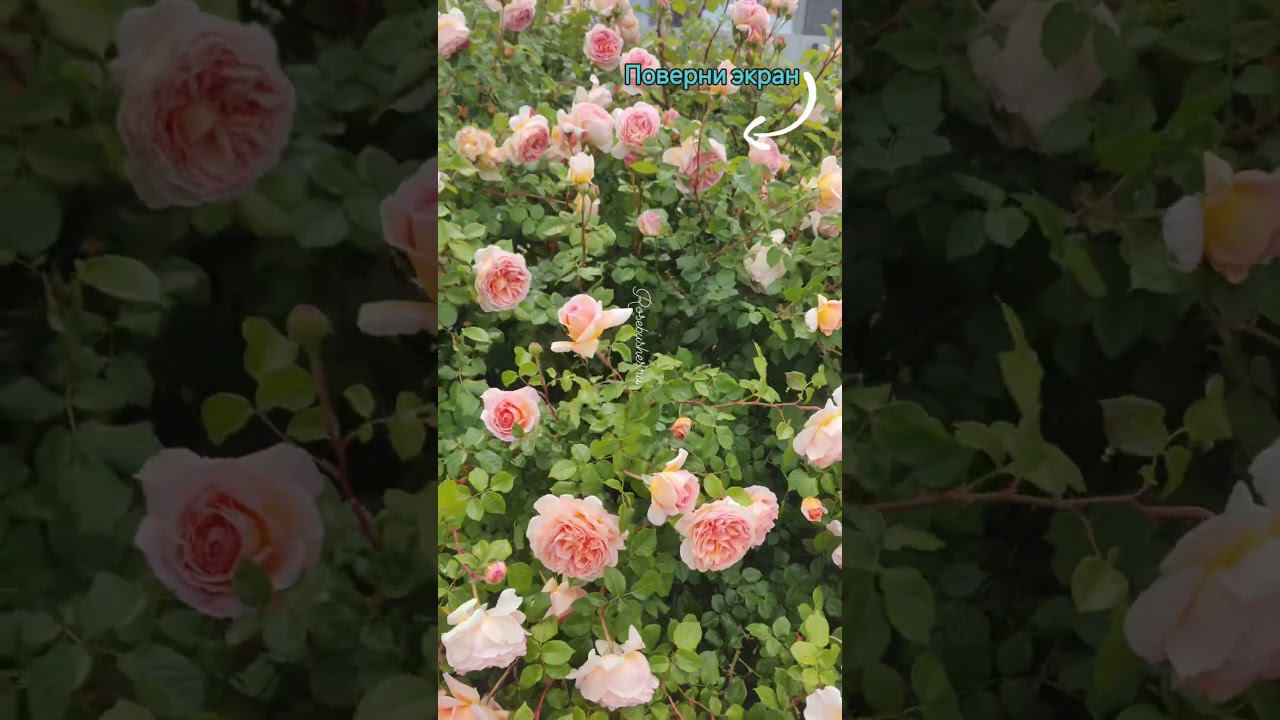 Абрахам Дерби rosebushes.ru #розы #rose #сад #дача #цветы #garden смотреть онлайн