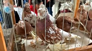 Ярмарка голубей - птичий рынок г. Ташкент (04.04.2021)