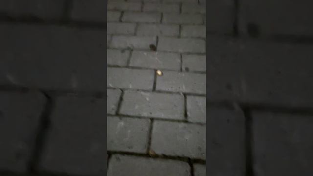 Что это за паук? как называется? смотреть онлайн