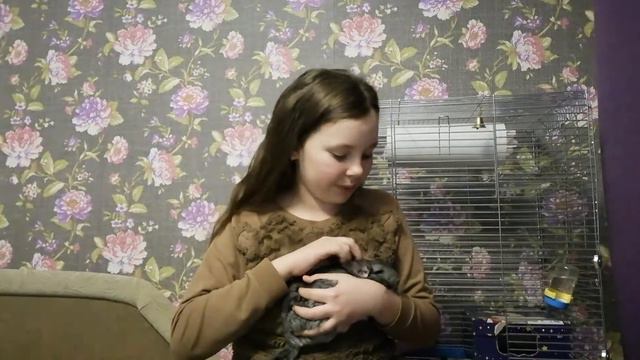 Как я додумалась завести шиншиллу и как полюбила грызунов? 🐭🐹 смотреть онлайн