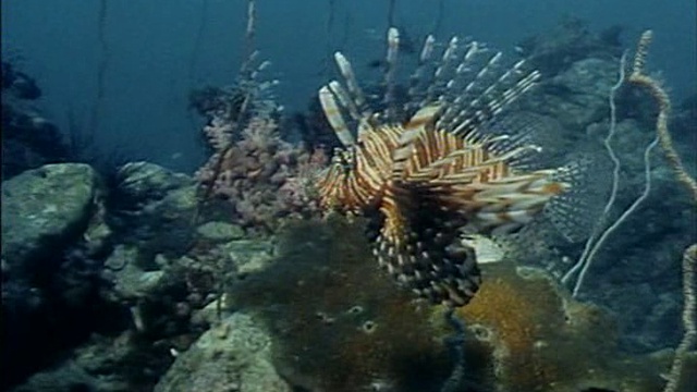 Жак Ив Кусто. Таиланд - Узники моря. 1989 год.