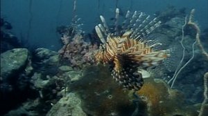 Жак Ив Кусто. Таиланд - Узники моря. 1989 год.