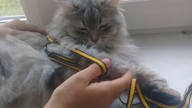 Одеваем шлейку на кошку правильно. У Ксюши канал на Youtube смотреть онлайн