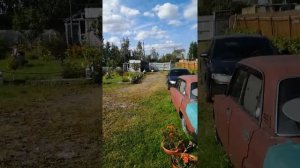 Русские бойные голуби