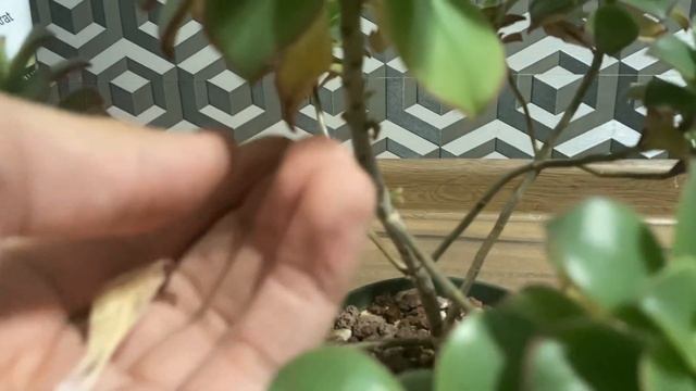 ЧТО СТАЛО С  МОИМ РАСТЕНИЕМ? Эониум киви. КАК ИЗМЕНИЛСЯ суккулент спустя ГОД. Aeonium Kiwi.