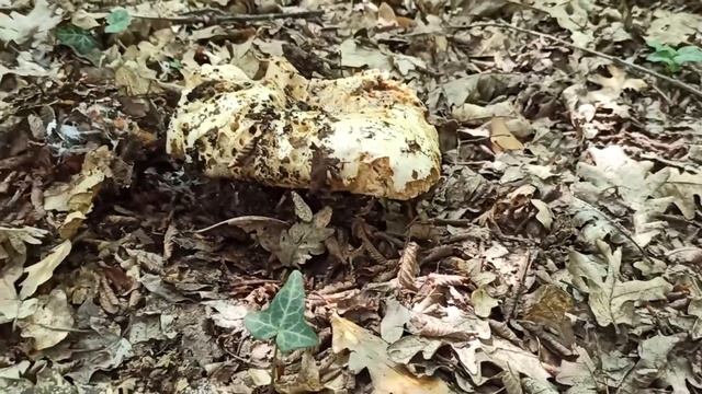 Сбор летних грибов в Крыму, трутовики, дубовики, лисички 19 06 2021 смотреть онлайн