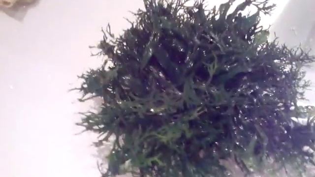 Папоротник Винделов смотреть онлайн