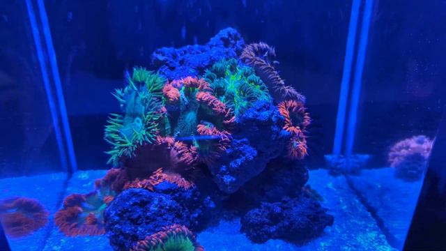 3 gallon pico rock flower anemone reef смотреть онлайн