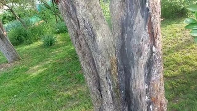 Дачный влог. Обзор огорода. Подкормка овощей, пионов, клематисов. смотреть онлайн