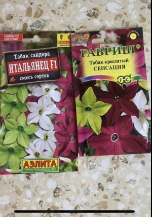 Душистый табак сеем на рассаду 2022