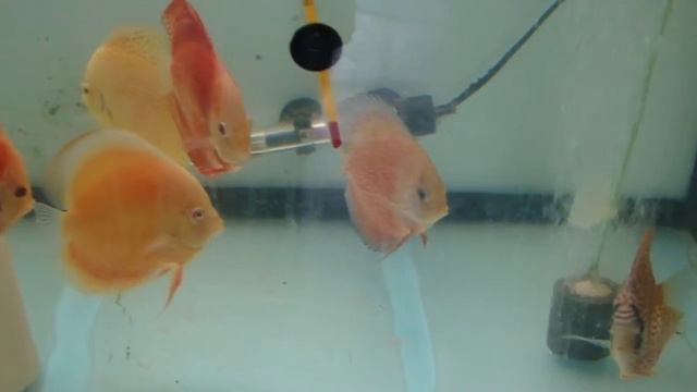 Асорти -сингапур-малайзия-твйланд-вьетнам-индонезия смотреть онлайн