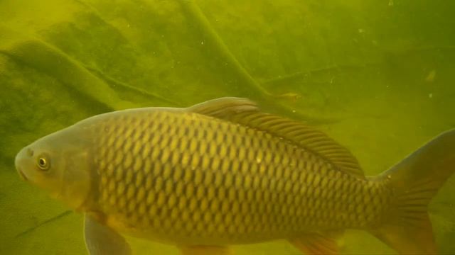 CARP LIVE HERE (1).mp4