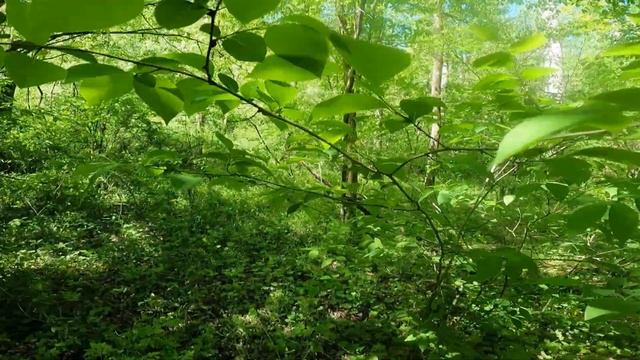 Nature Journal Episode 1