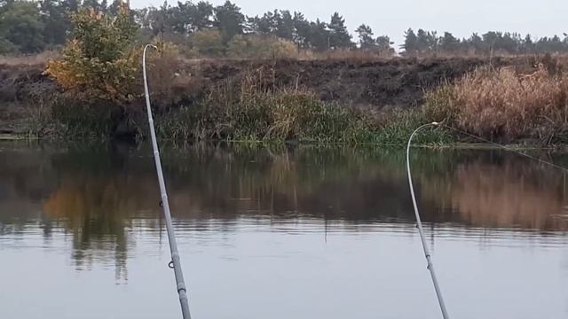 Река. Лещ. Осенний жор на Северском Донце 20-30 кг рыбы!!! смотреть онлайн