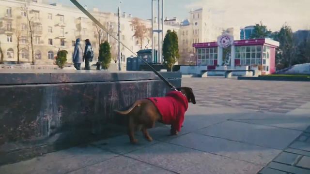 Прогулка таксы «Джема» смотреть онлайн