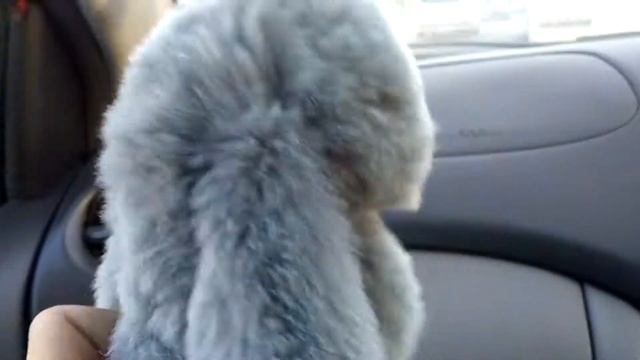 Почему скрипит Toyota Vitz смотреть онлайн