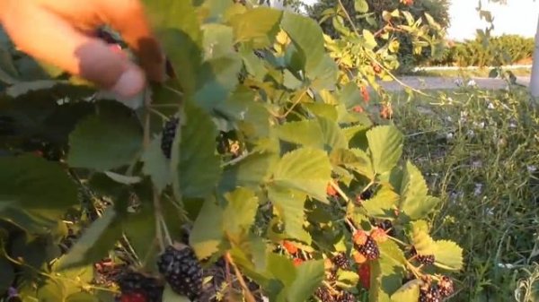 Бомба ежевика Трипл Краун (Triple Crown) - урожайность, размер ягод и вкус на второе плодоношение