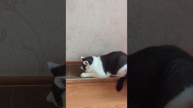 Перестал рвать обои и диван! смотреть онлайн