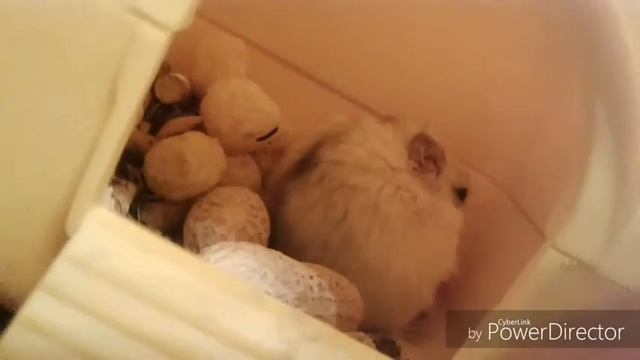 ДВОЙНОЕ ВИДЕО | Чем кормить хомячка ? Что делать если укусил хомячок ? смотреть онлайн