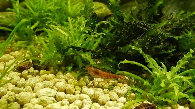 Запуск аквариума 70 л. Итог за месяц. смотреть онлайн