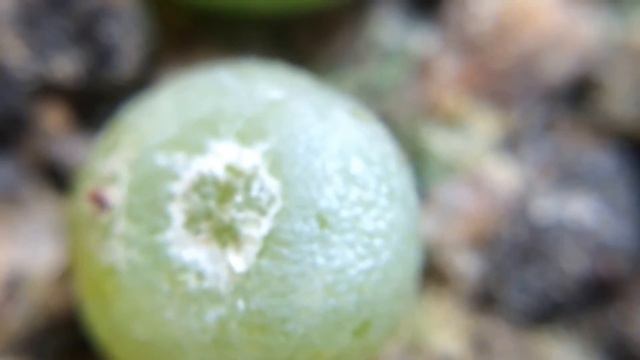 Lithops Otzeniana (Brakfontein) SH531 6 Months Old And Time Lapse
