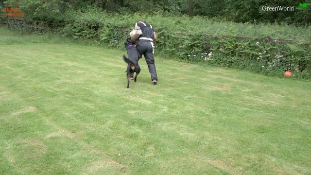 THE DOBERMAN VS THE ROTTWEILER - WHO IS FIERCEST?